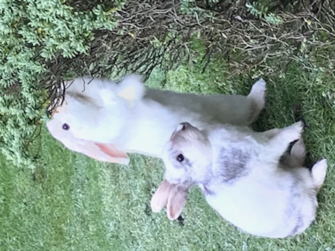 rabbit boarding