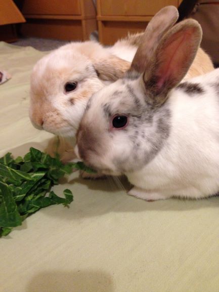 rabbit boarding